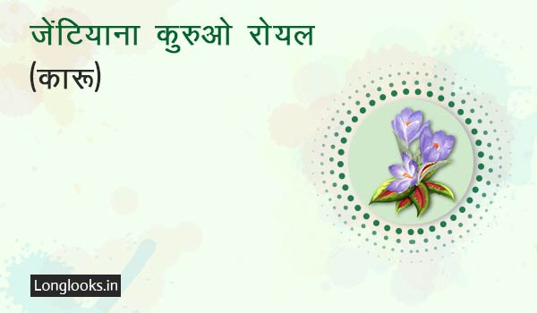 जेंटियाना कुरुओ रोयल कारू