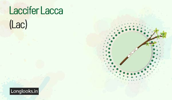 Laccifer Lacca